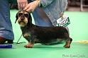 Crufts2011_2 1571